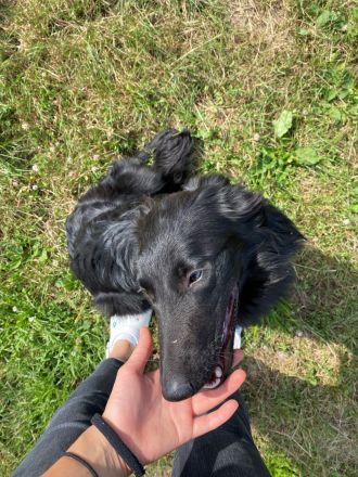 Altdeutsche Schäferhunde Welpen