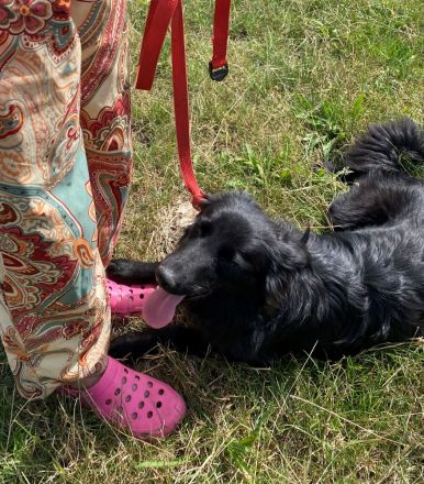 Altdeutsche Schäferhunde Welpen