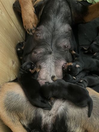 Rotti Welpen suchen Sofa