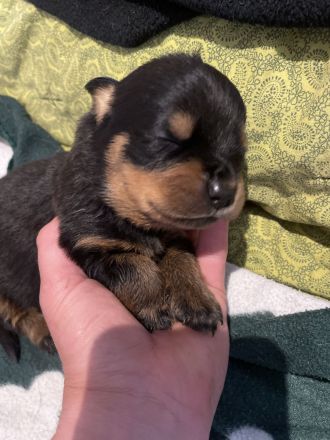 Rotti Welpen suchen Sofa