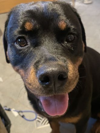 Rotti Welpen suchen Sofa