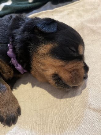 Rotti Welpen suchen Sofa