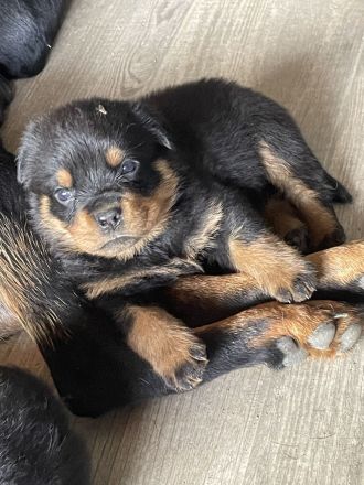 Rotti Welpen suchen Sofa