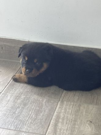 Rotti Welpen suchen Sofa