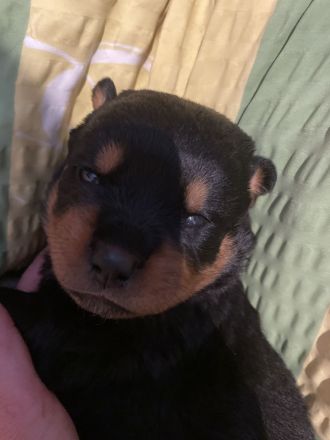 Rotti Welpen suchen Sofa