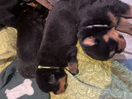 Rotti Welpen suchen Sofa