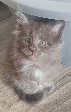 Main Coon Kitten
