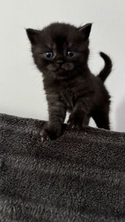 Reinrassige Britisch Kurzhar (BKH) Kitten suchen ein liebevolles Zuhause