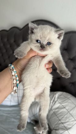 Reinrassige Britisch Kurzhar (BKH) Kitten suchen ein liebevolles Zuhause