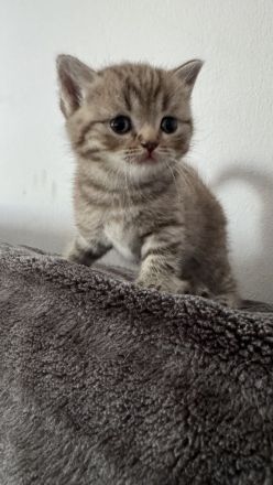 Reinrassige Britisch Kurzhar (BKH) Kitten suchen ein liebevolles Zuhause
