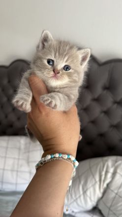 Reinrassige Britisch Kurzhar (BKH) Kitten suchen ein liebevolles Zuhause