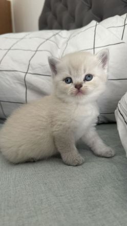 Reinrassige Britisch Kurzhar (BKH) Kitten suchen ein liebevolles Zuhause