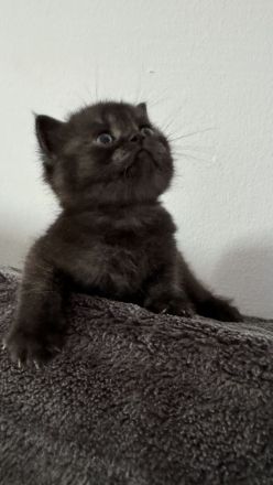 Reinrassige Britisch Kurzhar (BKH) Kitten suchen ein liebevolles Zuhause