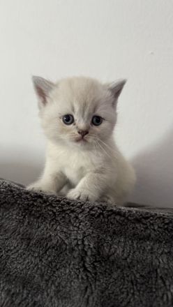 Reinrassige Britisch Kurzhar (BKH) Kitten suchen ein liebevolles Zuhause