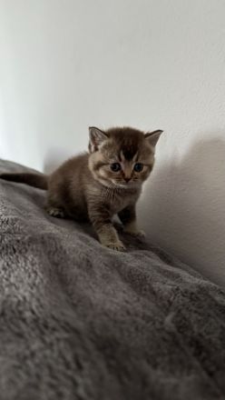 Reinrassige Britisch Kurzhar (BKH) Kitten suchen ein liebevolles Zuhause