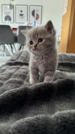 Reinrassige Britisch Kurzhar (BKH) Kitten suchen ein liebevolles Zuhause