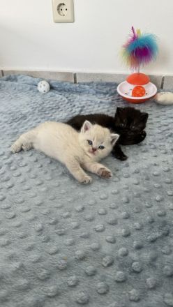 Reinrassige Britisch Kurzhar (BKH) Kitten suchen ein liebevolles Zuhause