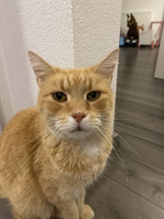 Liebevolles Zuhause für Senior-Kater gesucht…