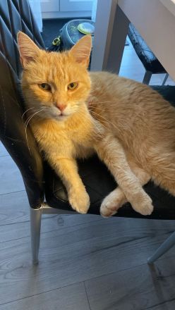 Liebevolles Zuhause für Senior-Kater gesucht…