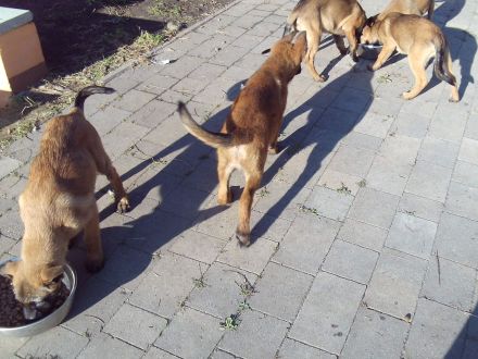 12 Wochen alte geimpfte und entwurmte Malinoiswelpen zu verkaufen Eltern auf dem Hof