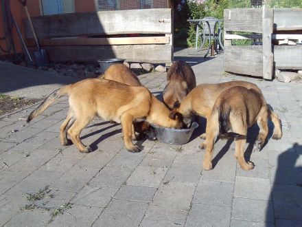 12 Wochen alte geimpfte und entwurmte Malinoiswelpen zu verkaufen Eltern auf dem Hof