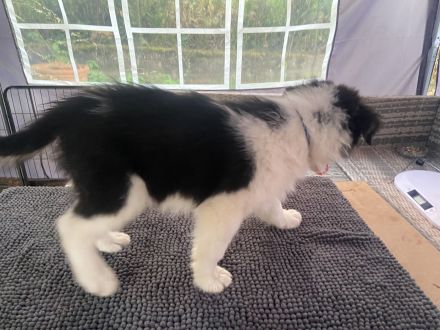 Reinrassige Australian Shepherd Welpen