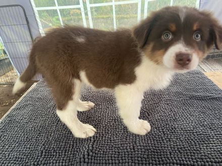 Reinrassige Australian Shepherd Welpen