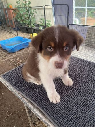 Reinrassige Australian Shepherd Welpen