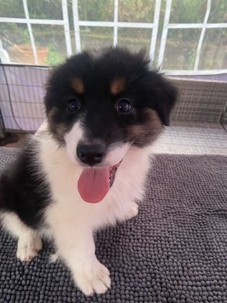 Reinrassige Australian Shepherd Welpen