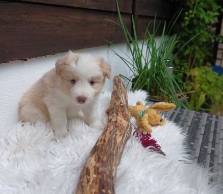 Border collie welpen