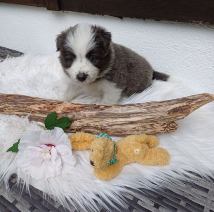 Border collie welpen