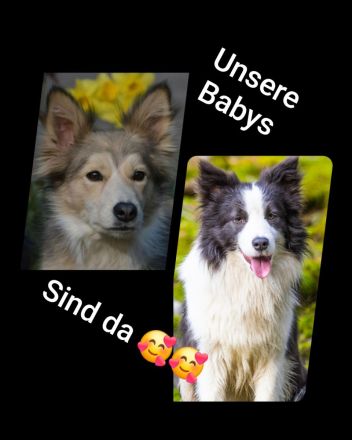 Border collie welpen