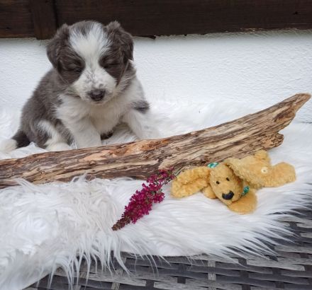 Border collie welpen