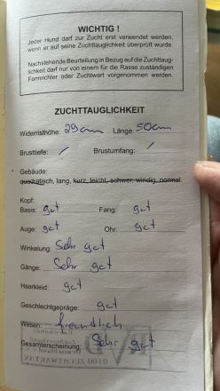 Deckrüde (kein Verkauf!) Zwergspitz