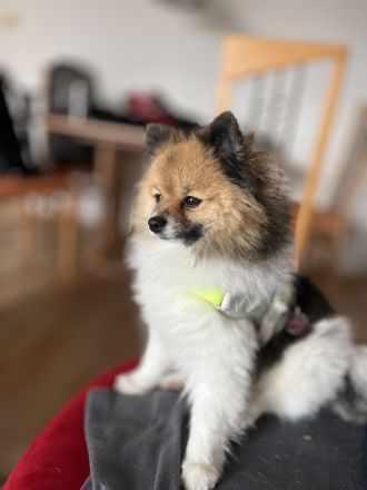 Deckrüde (kein Verkauf!) Zwergspitz