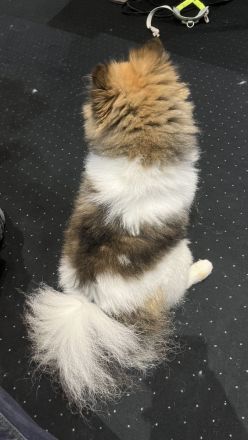 Deckrüde (kein Verkauf!) Zwergspitz