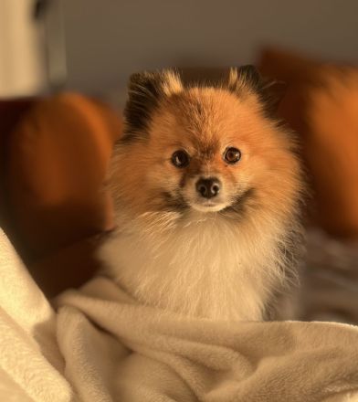 Deckrüde (kein Verkauf!) Zwergspitz