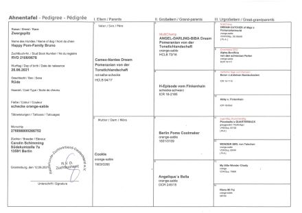 Deckrüde (kein Verkauf!) Zwergspitz