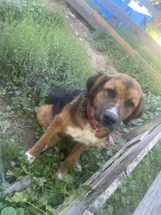 Berner Sennenhund Leonberger mix weibchen