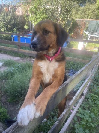 Berner Sennenhund Leonberger mix weibchen