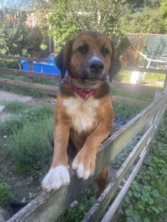 Berner Sennenhund Leonberger mix weibchen