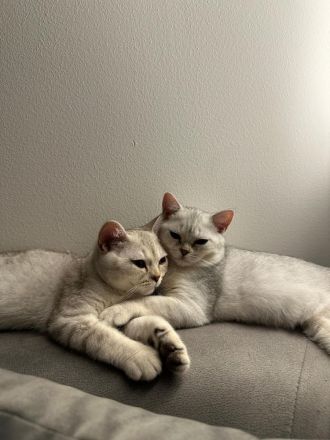 Katze und Kater