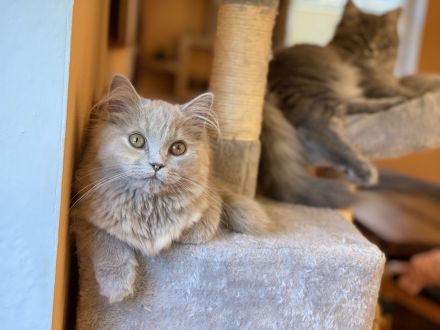 Süße hellgraue Katze (geb. 27.2.24) abzugeben – Eltern: Türkisch Angora (Vater) und BLH (Mutter)