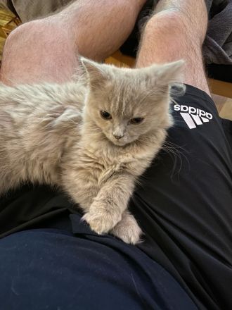 Süße hellgraue Katze (geb. 27.2.24) abzugeben – Eltern: Türkisch Angora (Vater) und BLH (Mutter)