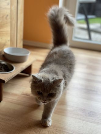 Süße hellgraue Katze (geb. 27.2.24) abzugeben – Eltern: Türkisch Angora (Vater) und BLH (Mutter)