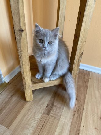 Süße hellgraue Katze (geb. 27.2.24) abzugeben – Eltern: Türkisch Angora (Vater) und BLH (Mutter)