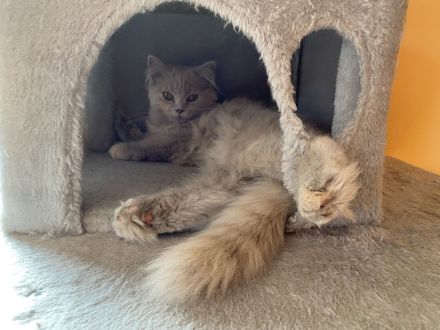 Süße hellgraue Katze (geb. 27.2.24) abzugeben – Eltern: Türkisch Angora (Vater) und BLH (Mutter)