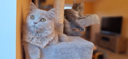 Süße hellgraue Katze (geb. 27.2.24) abzugeben – Eltern: Türkisch Angora (Vater) und BLH (Mutter)