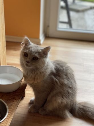 Süße hellgraue Katze (geb. 27.2.24) abzugeben – Eltern: Türkisch Angora (Vater) und BLH (Mutter)