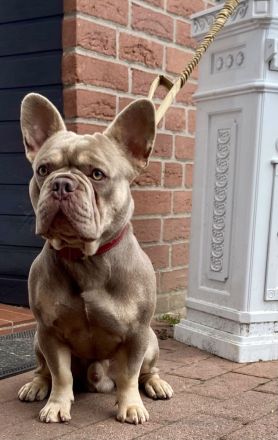 Schöne Französische Bulldoggen Welpen Abgabebereit